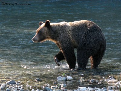 Grizzly Bears and Orcas