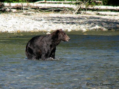 Grizzly Bear fishing 1a.jpg