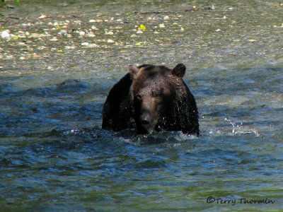 Grizzly Bear fishing 2a.jpg