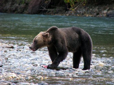 Grizzly Bear with chum salmon 2a.jpg