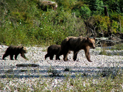 Grizzly Bear sow and cubs 1a.jpg