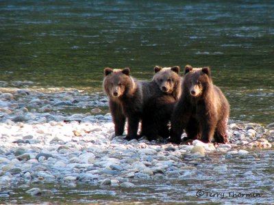 Grizzly Bear cubs 2a.jpg