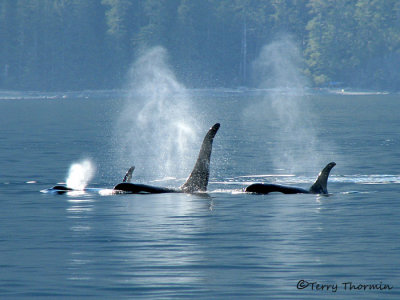 Orcas 1a.jpg
