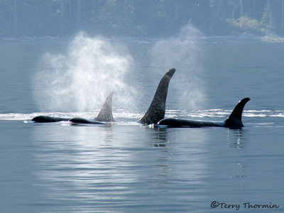 Orcas 4a.jpg