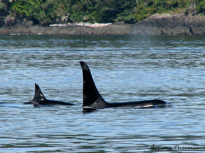 Orcas 8a.jpg