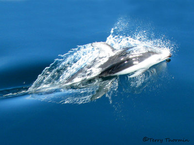 Pacific White-sided Dolphin 1a.jpg