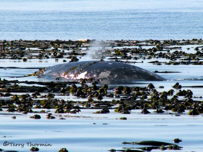 Gray Whale in kelp bed 1a.jpg