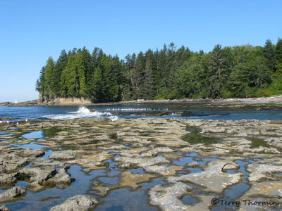 Tide pools at Botanical Beach 1.JPG