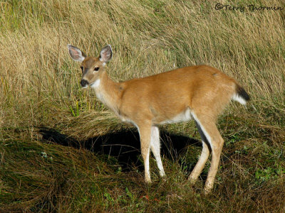 Black-tailed Deer 1a.jpg
