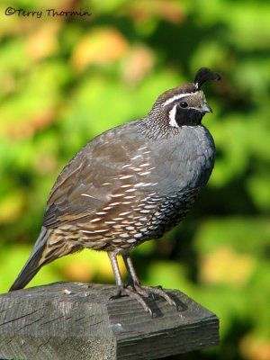 California Quail 3a.jpg