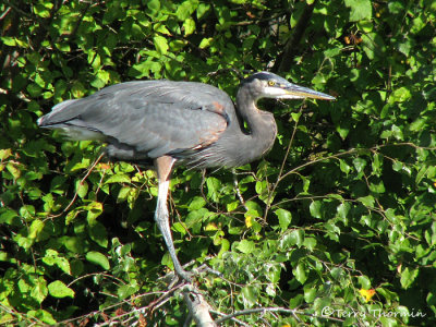 Great Blue Heron 1a.jpg