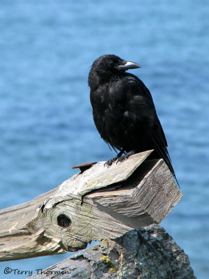 Northwestern Crow 3a.jpg