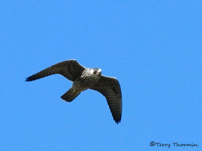 Peregrine Falcon in flight 1a.jpg