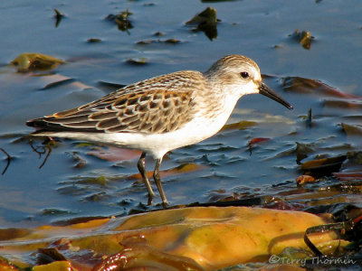 Western Sandpiper 2a.jpg