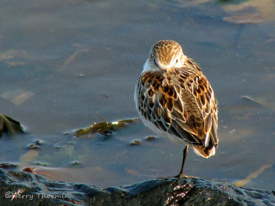 Western Sandpiper 4a.jpg