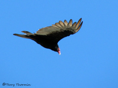 Turkey Vulture in flight 1a.jpg