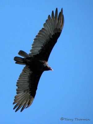 Turkey Vulture in flight 3a.jpg