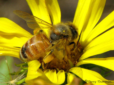 Apis melifera - Honey Bee 3a.jpg