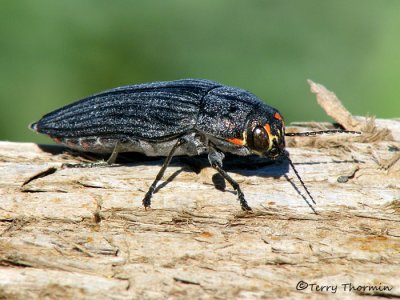 Buprestis lyrata - Pink-faced Jewel Beetle 2a.jpg