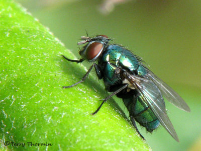 Blow Flies - Calliphoridae of B.C.
