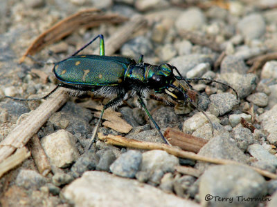 Cicindela oregona - Western Tiger beetle 1a.jpg