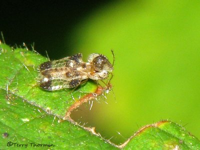 Corythucha cydoniae - Hawthorn Lace bug 1a.jpg