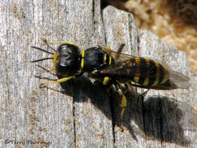 Crabronine wasp A1a.jpg