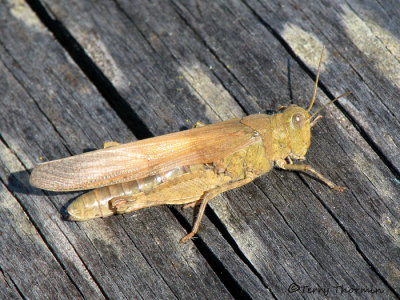 Trimerotropis sp. probably pallidipennis - Pallid-winged Grasshopper 1a.jpg