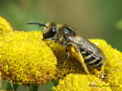 Sweat Bees - Halictidae of B.C.