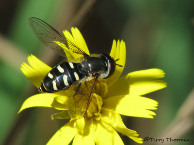 Eupeodes sp. female - Flower fly E1a.jpg