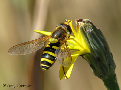 Flower Flies - Syrphidae of B.C.