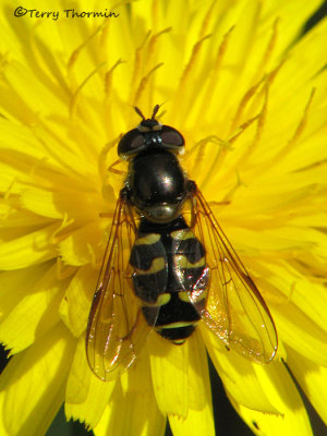 Dasysyrphus venustus female - Flower fly G1a.jpg