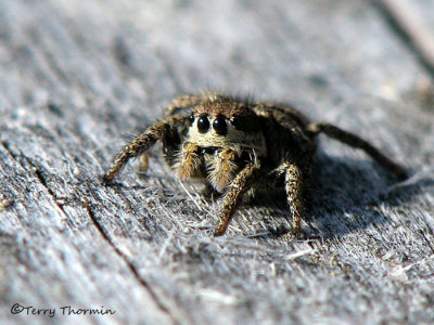 Jumping Spider B5a.jpg