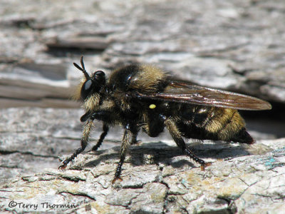 Laphria columbica - Robber fly B2a.jpg