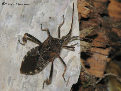 Leptoglossus occidentalis - Western Conifer Seed Bug 1a.jpg