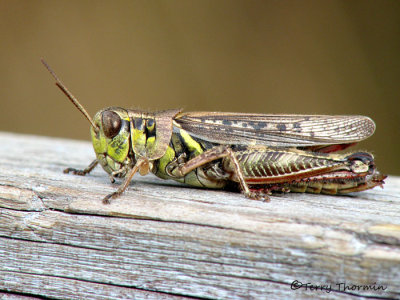 Melanoplus sp. possibly bruneri - Grasshopper 2a.jpg