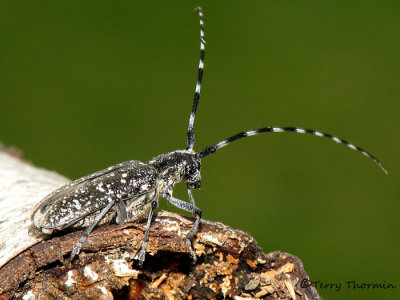 Monochamus scutellatus - White-spotted Sawyer 2a.jpg