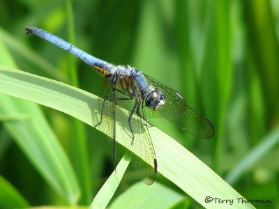Pachydiplax longipennis - Blue Dasher 1a.jpg