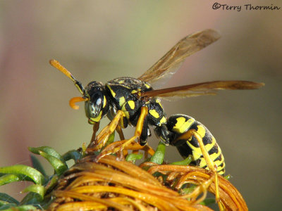 Polistes dominula - European Paper Wasp 1a.jpg