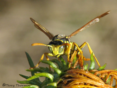 Polistes dominula - European Paper Wasp 5a.jpg