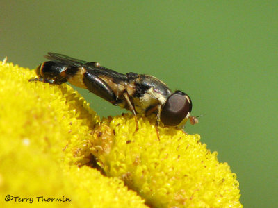 Syritta pipiens  - Flower fly A2a.jpg