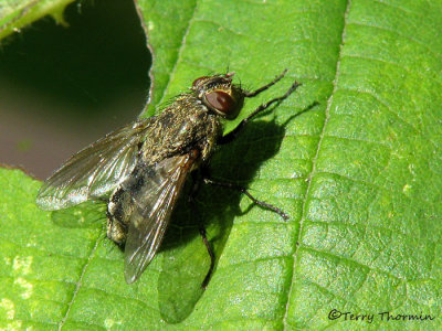 Parasitic Flies - Tachinidae of B.C.