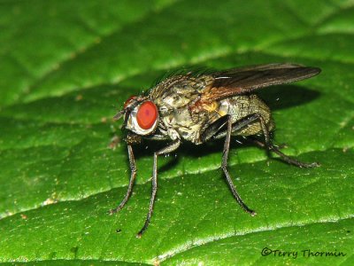 Tachinid fly B1a.jpg