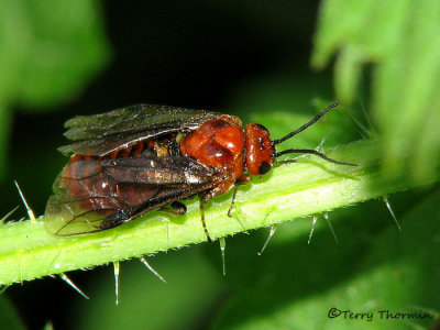 Tenthredinid Sawflies - Tenthredinidae of B.C.