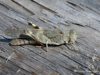 Trimerotropis sp. probably pallidipennis - Pallid-winged Grasshopper 7a.jpg