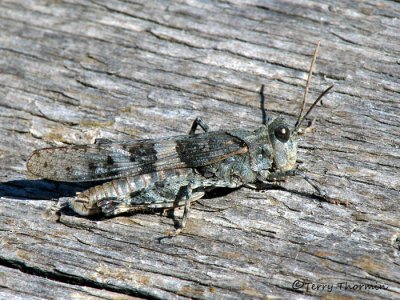 Trimerotropis sp. probably pallidipennis - Pallid-winged Grasshopper 8a.jpg