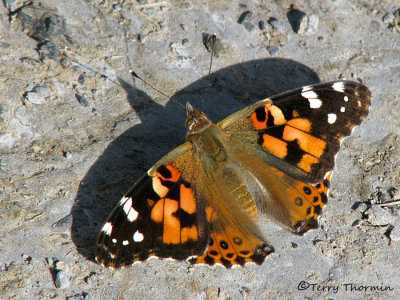 Vanessa cardui - Painted Lady 1a.jpg