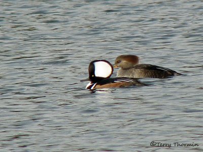 Hooded Merganser pair 1a.jpg