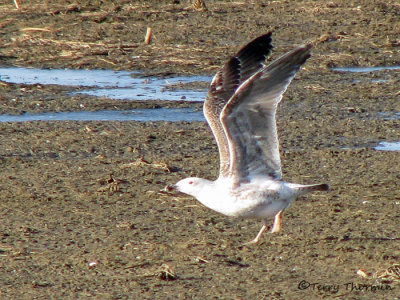 Great Black-backed Gull juvenile taking off 1a copy.jpg