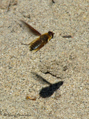 Poecilanthrax sp. - Bee fly in flight B3a.jpg